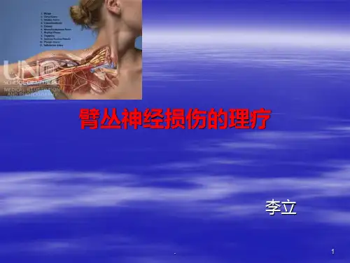 臂丛神经损伤的理疗PPT课件