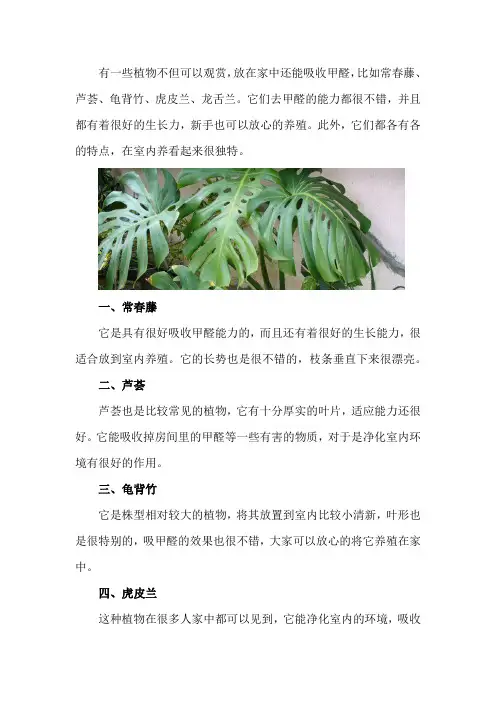 吸甲醛的植物