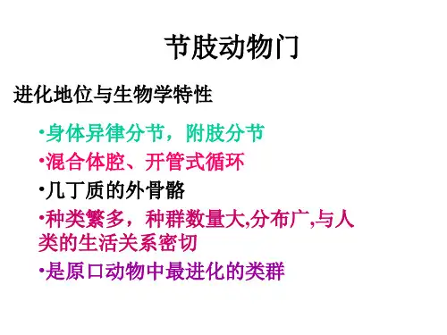 节肢动物