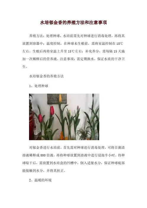 水培郁金香的养殖方法和注意事项