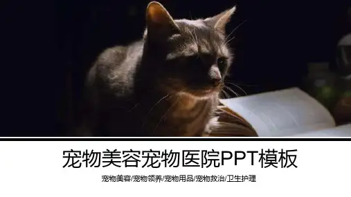 宠物美容宠物领养宠物医院PPT模板课件