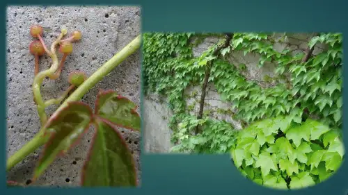 (最新)人教部编版四年级上册语文《爬山虎的脚》精品课件