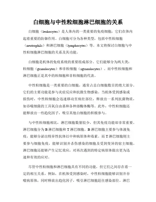 白细胞与中性粒细胞淋巴细胞的关系