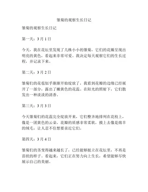 雏菊的观察生长日记