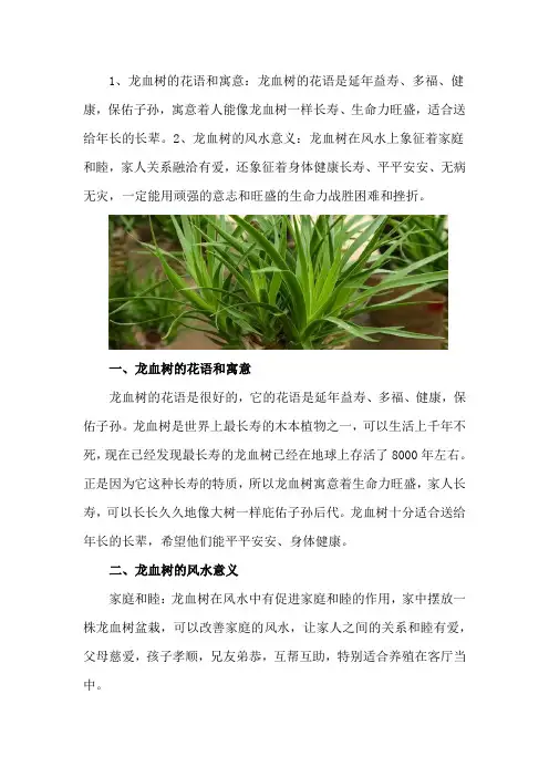 龙血树的寓意与风水