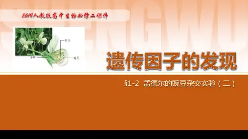孟德尔的豌豆杂交实验(二)(第1课时)(课件)高一生物(人教版2019必修2)