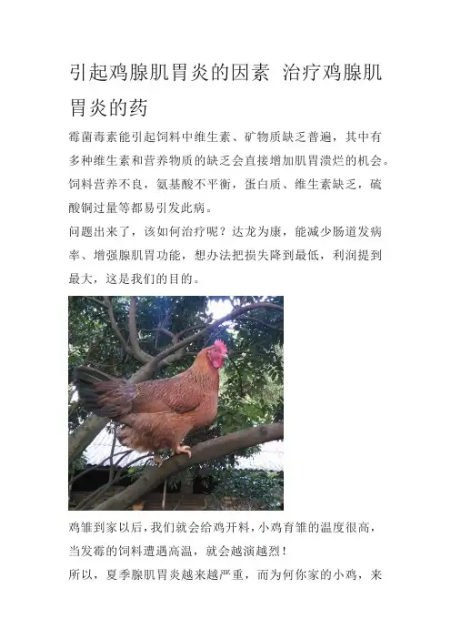 引起鸡腺肌胃炎的因素 治疗鸡腺肌胃炎的药
