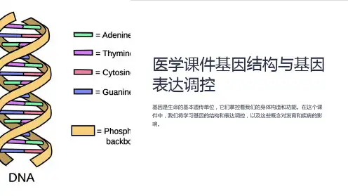 医学课件基因结构与基因表达调控