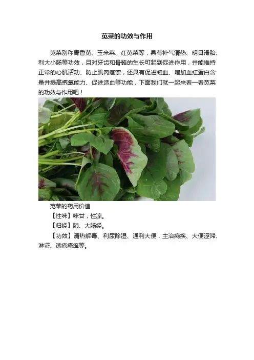 苋菜的功效与作用