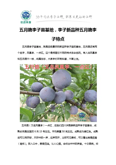 五月脆李子苗基地,李子新品种五月脆李子特点