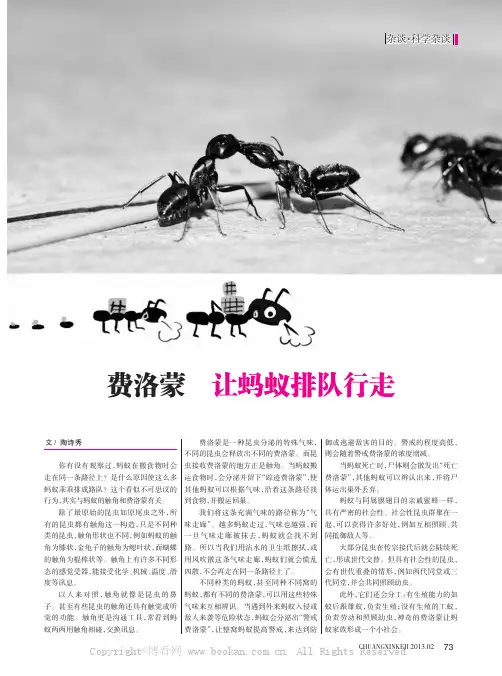 费洛蒙  让蚂蚁排队行走   