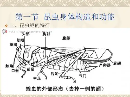 昆虫的基本知识