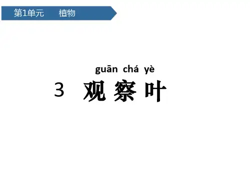 一年级上册科学课件 第一单元3观察叶 教科版(共17张PPT)