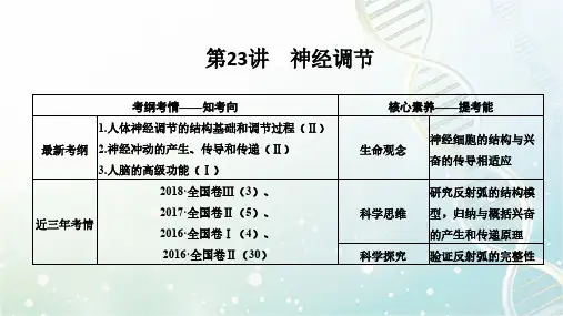 高三生物一轮复习优质ppt课件：神经调节