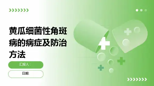 黄瓜细菌性角斑病的病症及防治方法