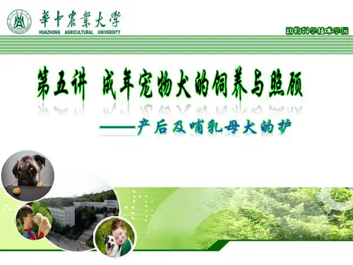 宠物犬特殊阶段的照料 -产后及哺乳母犬的护理