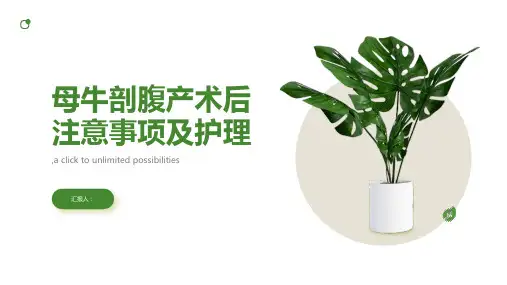 母牛剖腹产术后注意事项及护理