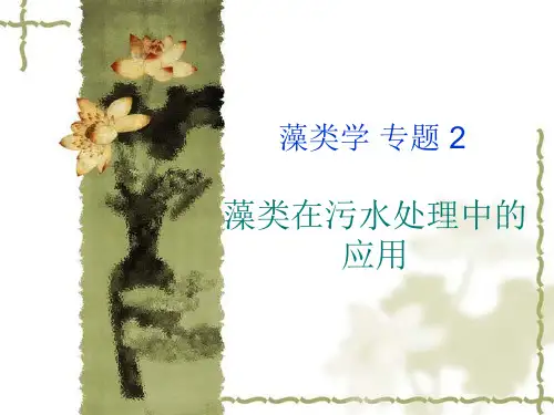 藻类在污水处理中的应用