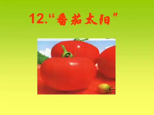 苏教版四年级下册12番茄太阳课件