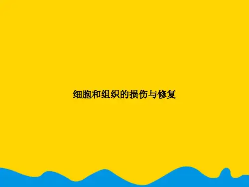 细胞和组织的损伤与修复.精选PPT