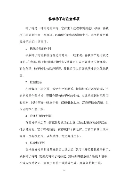 移栽柿子树注意事项