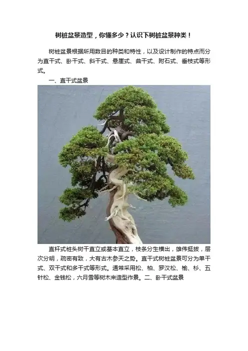 树桩盆景造型，你懂多少？认识下树桩盆景种类！