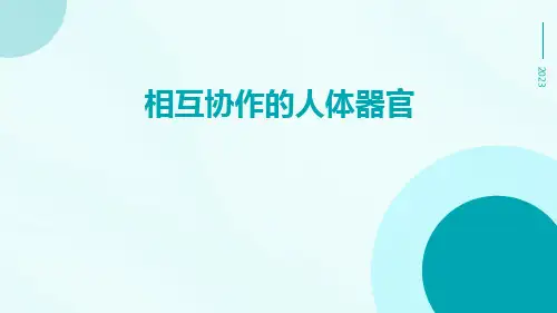 相互协作的人体器官