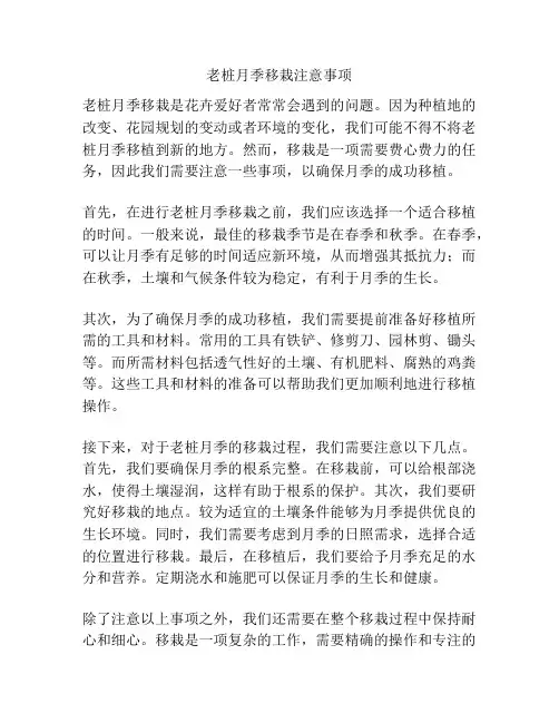 老桩月季移栽注意事项