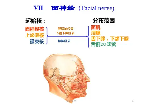 经典面神经解剖.pptx