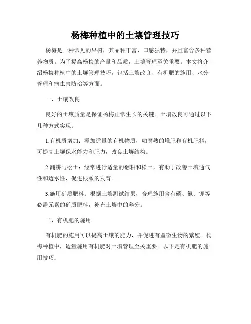 杨梅种植中的土壤管理技巧
