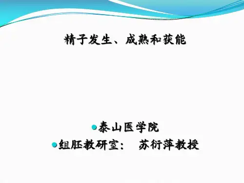 精子发生、成熟和获能