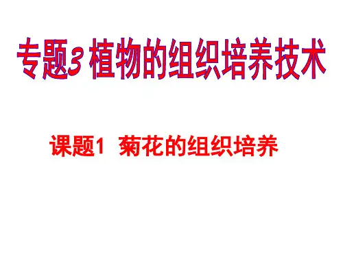 菊花的组织培养.ppt