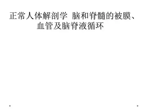 正常人体解剖学  脑和脊髓的被膜、血管及脑脊液循环