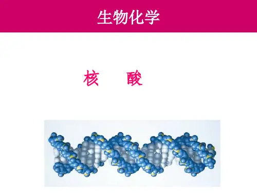 核酸PPT课件