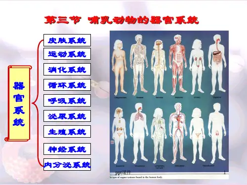哺乳动物的器官系统  ppt课件
