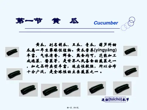 黄瓜栽培技术