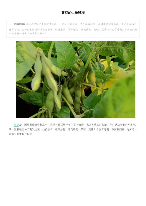黄豆的生长过程