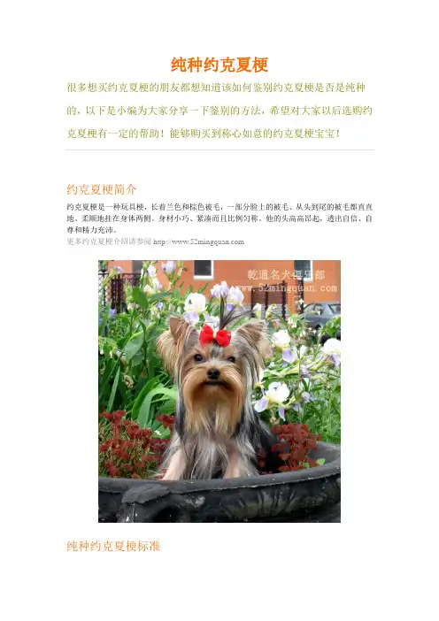 纯种约克夏梗