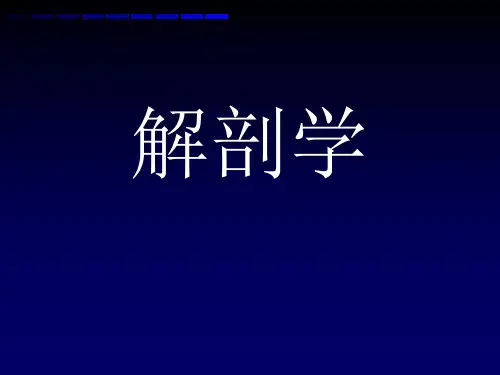 解剖学---颅骨
