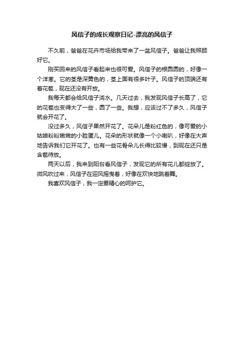 风信子的成长观察日记-漂亮的风信子