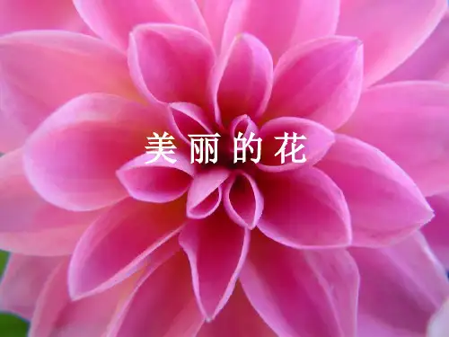 认识各种各样的花PPT课件