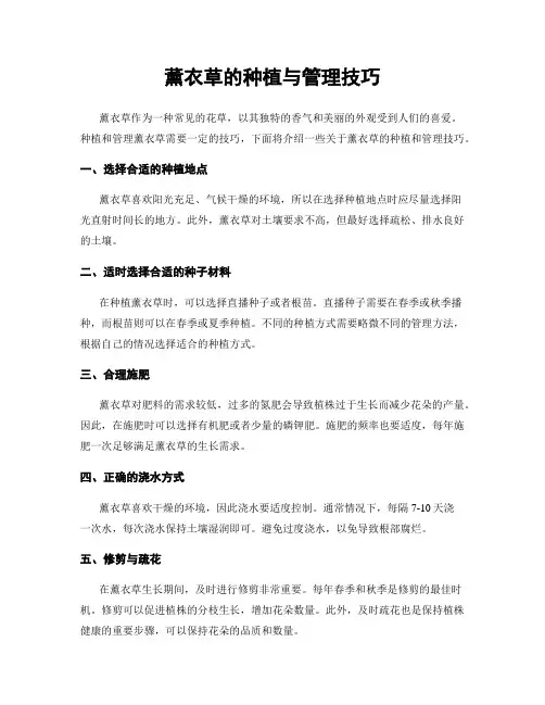 薰衣草的种植与管理技巧