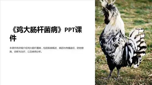 《鸡大肠杆菌病》课件