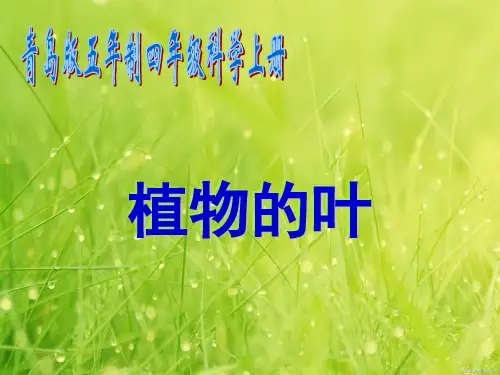 青岛版科学五四制四上第3课《植物的叶》ppt课件(1)