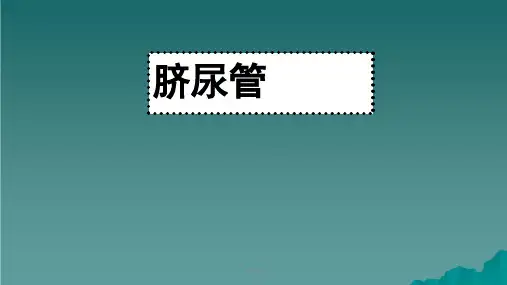脐尿管课件