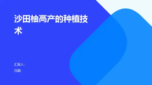 沙田柚高产的种植技术
