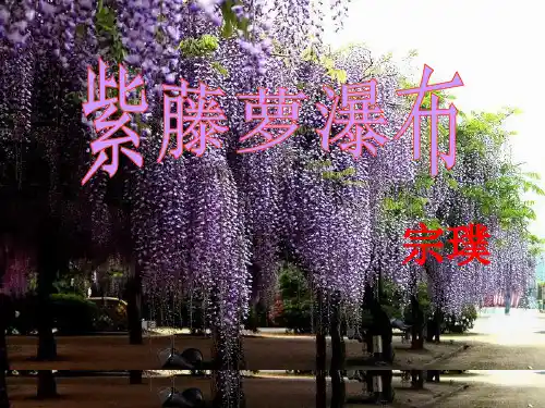 第17课《紫藤萝瀑布》(精品)