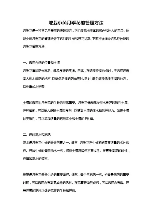 地栽小苗月季花的管理方法