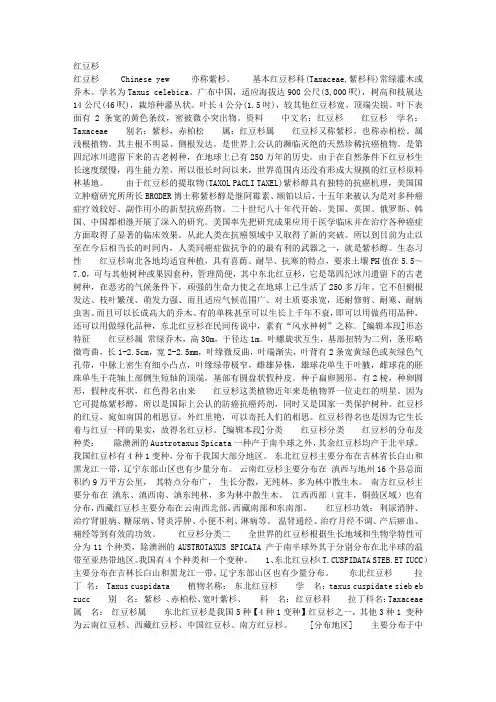 红豆杉