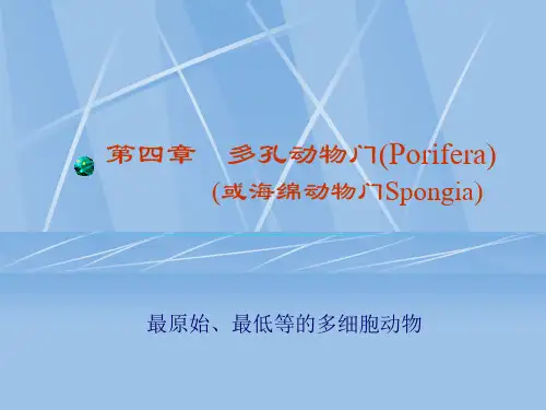 多孔动物门